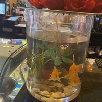   at Shandiz in Sunderland