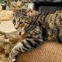 Samuel the bobtail at Red Robin Song Guest House in West Lebanon