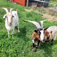 Sweet curious goats at Red Robin Song Guest House in West Lebanon