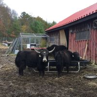 We also got to visit the yaks at Red Robin Song Guest House in West Lebanon