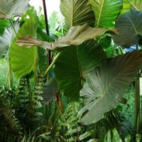 Beautiful big green plants all around the restaurant at Parcela Restaurante in Tepoztlan