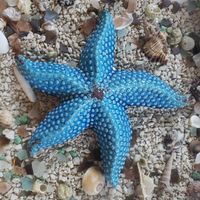 Starfish (decor in a table) at Cabinas La Parcela in Dominical