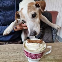 Billy's puppachino at The Bistro Bar & Kitchen from Nice & Naughty in Market Rasen