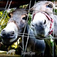 The sweetest donkeys ever! at Someday Farm Vegan Bed and Breakfast in Freeland