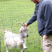 'Could you, would you, with a goat?'  'YES!  Pet me please!!!' at Someday Farm Vegan Bed and Breakfast in Freeland