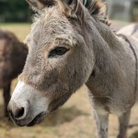 Cleo (I think)! at Someday Farm Vegan Bed and Breakfast in Freeland