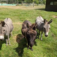 Geppetto the donkey and friends! at Someday Farm Vegan Bed and Breakfast in Freeland