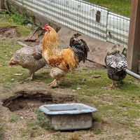 🐔🐓 at Someday Farm Vegan Bed and Breakfast in Freeland