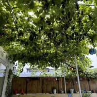   at Eiscafé Girasole in Bochum