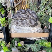 Mushroom wall at Fire & Flora in Calgary