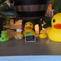 Ducks at Black Radish in Tallahassee