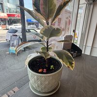   at Nuttea in Vancouver