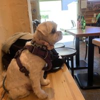 First floor is dog friendly!  at Alishan Park アリサンパーク in Tokyo