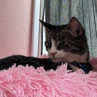  at Purrfect Café  in Gothenburg