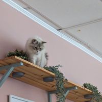  at Purrfect Café  in Gothenburg