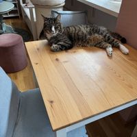   at Purrfect Café  in Gothenburg