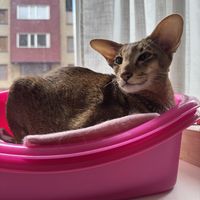   at Purrfect Café  in Gothenburg