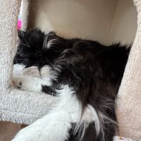   at Purrfect Café  in Gothenburg
