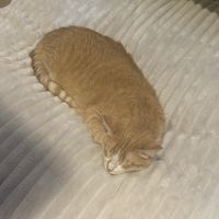 Uno de los gatitos que estaba descansando mientras me tomaba mi capuccino.  at 31 Gatitos in Mexico City