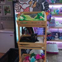  at 31 Gatitos in Mexico City