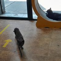 2 gatos negros at 31 Gatitos in Mexico City