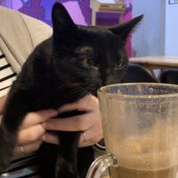   at 31 Gatitos in Mexico City