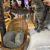 Cute cats!  at 31 Gatitos in Mexico City