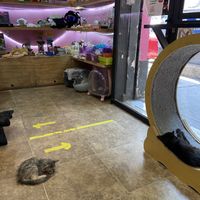 Cute cats and merchandise  at 31 Gatitos in Mexico City