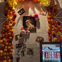  at 31 Gatitos in Mexico City