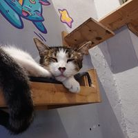  at 31 Gatitos in Mexico City