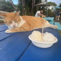 Pineapple banana & coconut ice cream   at Coconut Glen's in Haiku