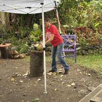 Fresh coconut available  at Coconut Glen's in Haiku