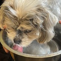   at De Vegan Bakker in Heusden