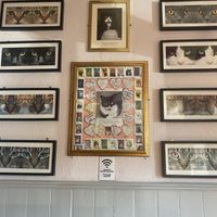 Pub cats   at The Nags Head in East London