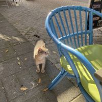 cat😄 at Popai Fresh Smoothie & Tortilla House in Burgas