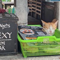 😽 at Warung Sasak in 