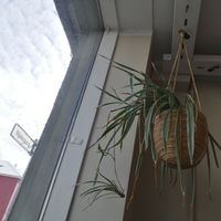  at Plantan Kaffihús in Reykjavik