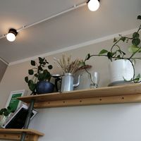  at Plantan Kaffihús in Reykjavik