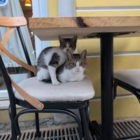  at Arti'Zanave in Shkoder