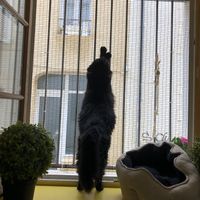   at Le Chat'Ren'Thé - CatCoffee & Restaurant in La Rochelle