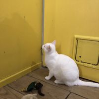   at Le Chat'Ren'Thé - CatCoffee & Restaurant in La Rochelle