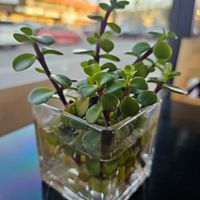  at VeStation Urban Organic Kitchen in Sherman Oaks