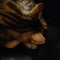 Even though the cat was hushed outside over and over he managed to secretly find a spot next to me to sleep 😻. at Vegan Africa in Gouda