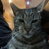   at Vegan Africa in Gouda