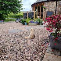 The greeting dog! at Wee Bear Cafe in Kirriemuir
