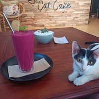  at The Happy Cat - Veggie Cafe-Restaurant in Luang Prabang