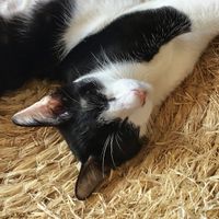   at The Happy Cat - Veggie Cafe-Restaurant in Luang Prabang