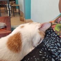  at The Happy Cat - Veggie Cafe-Restaurant in Luang Prabang