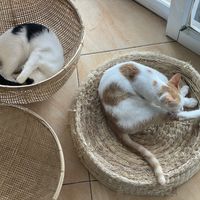   at The Happy Cat - Veggie Cafe-Restaurant in Luang Prabang