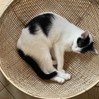   at The Happy Cat - Veggie Cafe-Restaurant in Luang Prabang